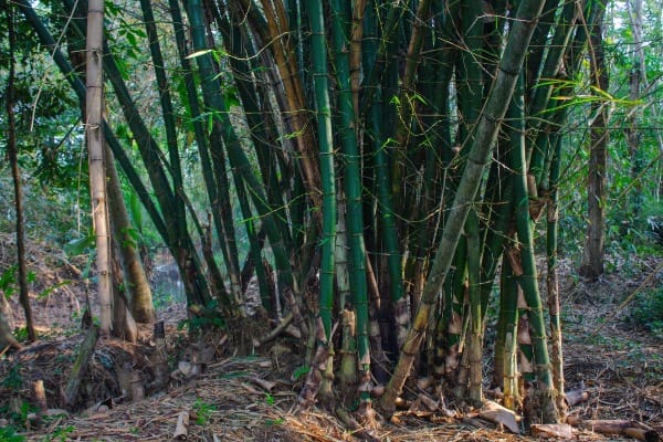 Bambus Pflanzen für Toilettenpapier