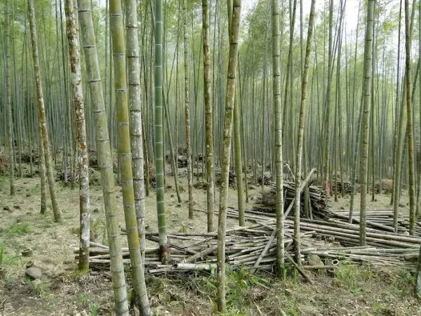 Bambus-Klopapier im CO2-Check: Warum der grüne Trend oft zur Klimafalle wird